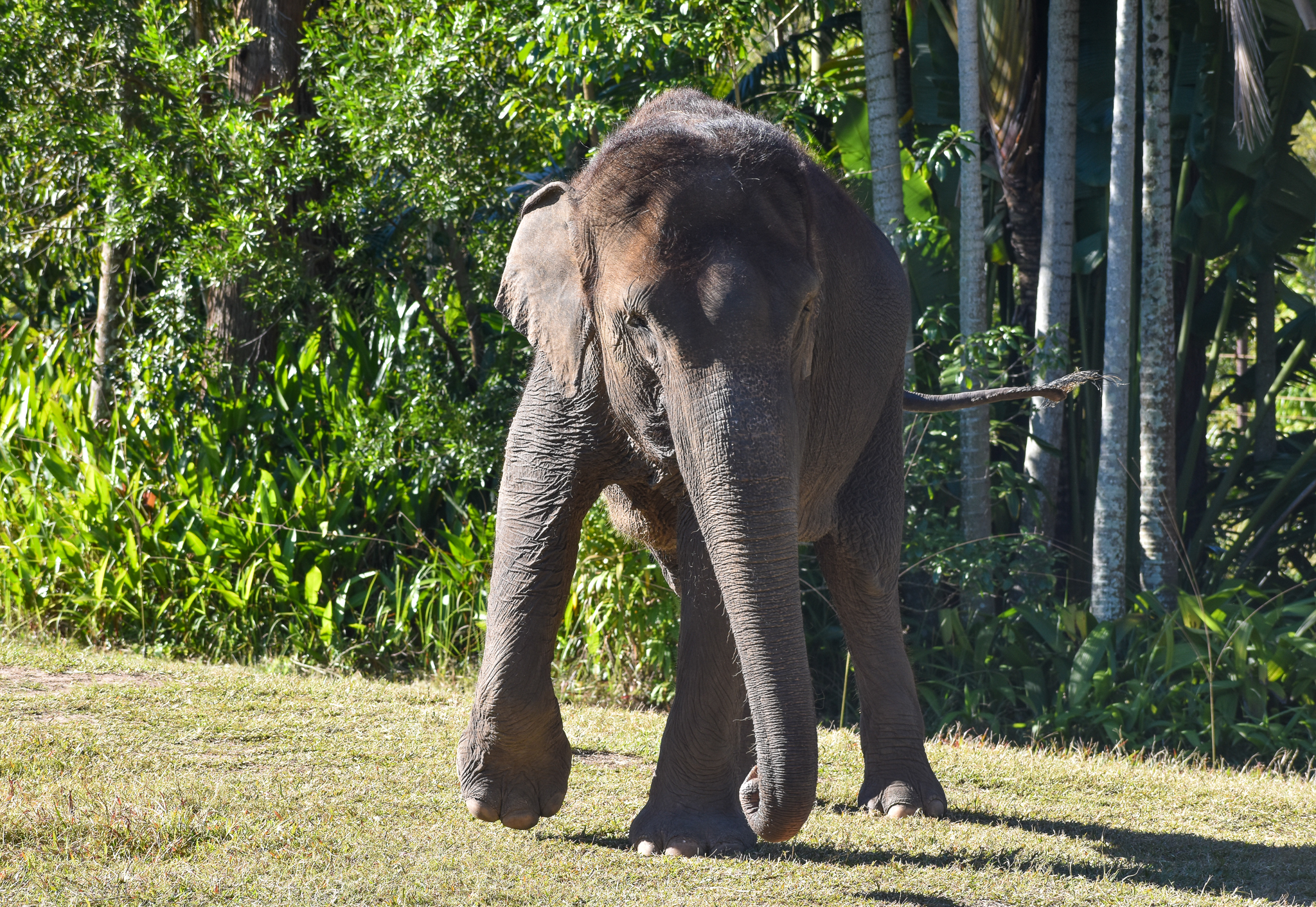Sumatran Elephant