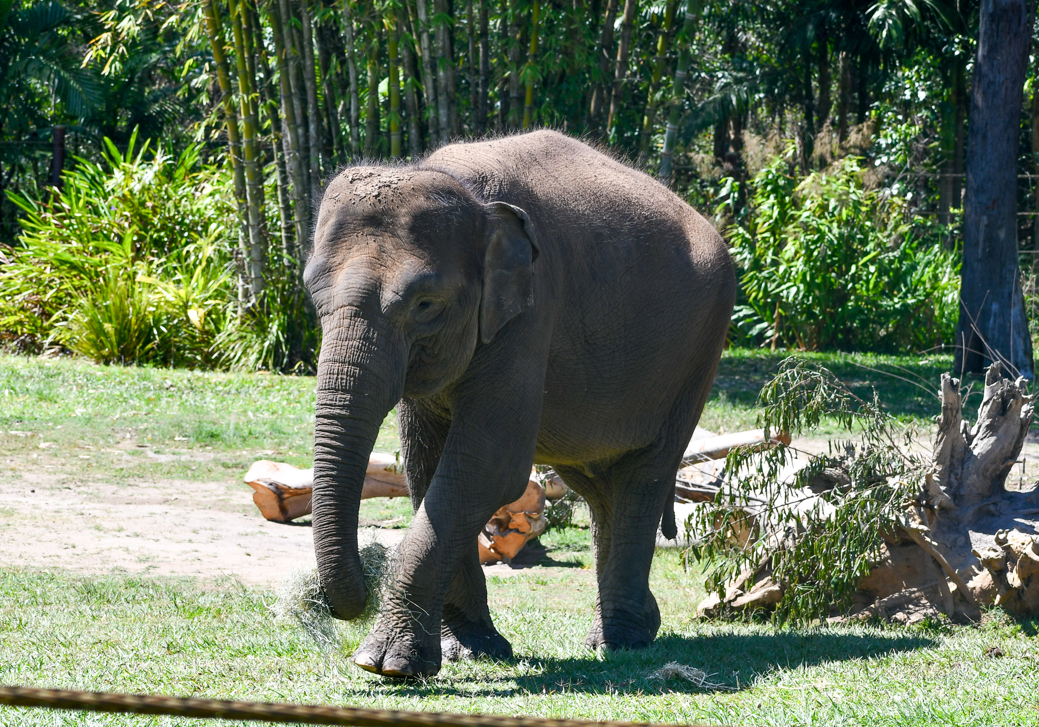 Sumatran Elephant