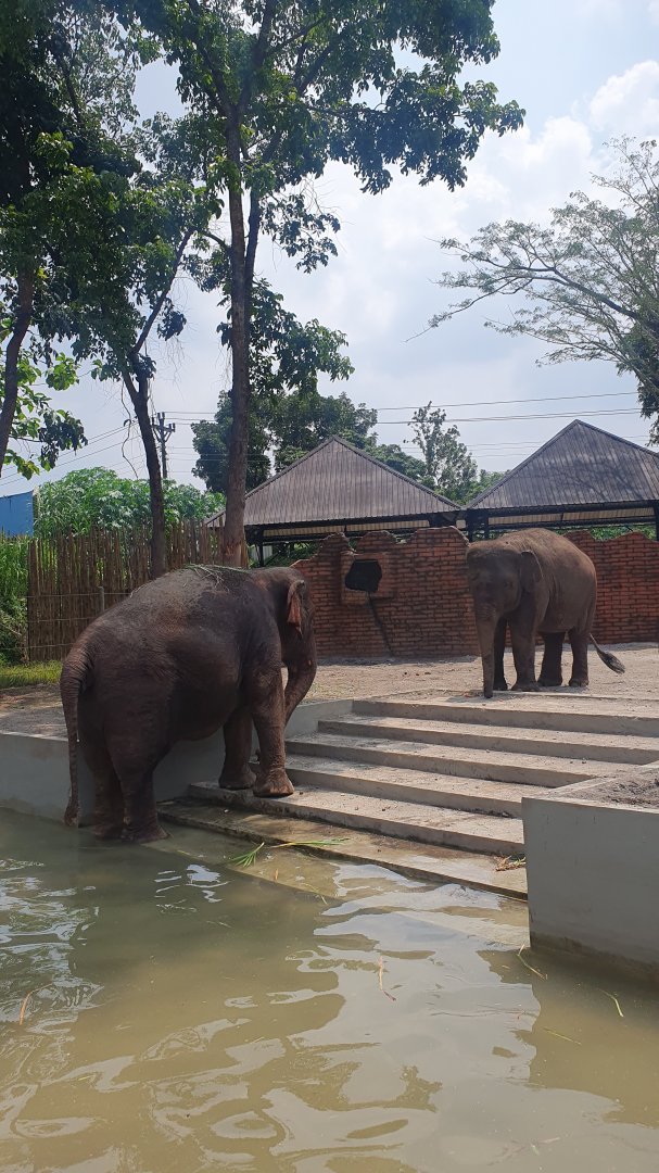 Sumatran Elephants (Elephas maximus sumatranus) in Solo Safari