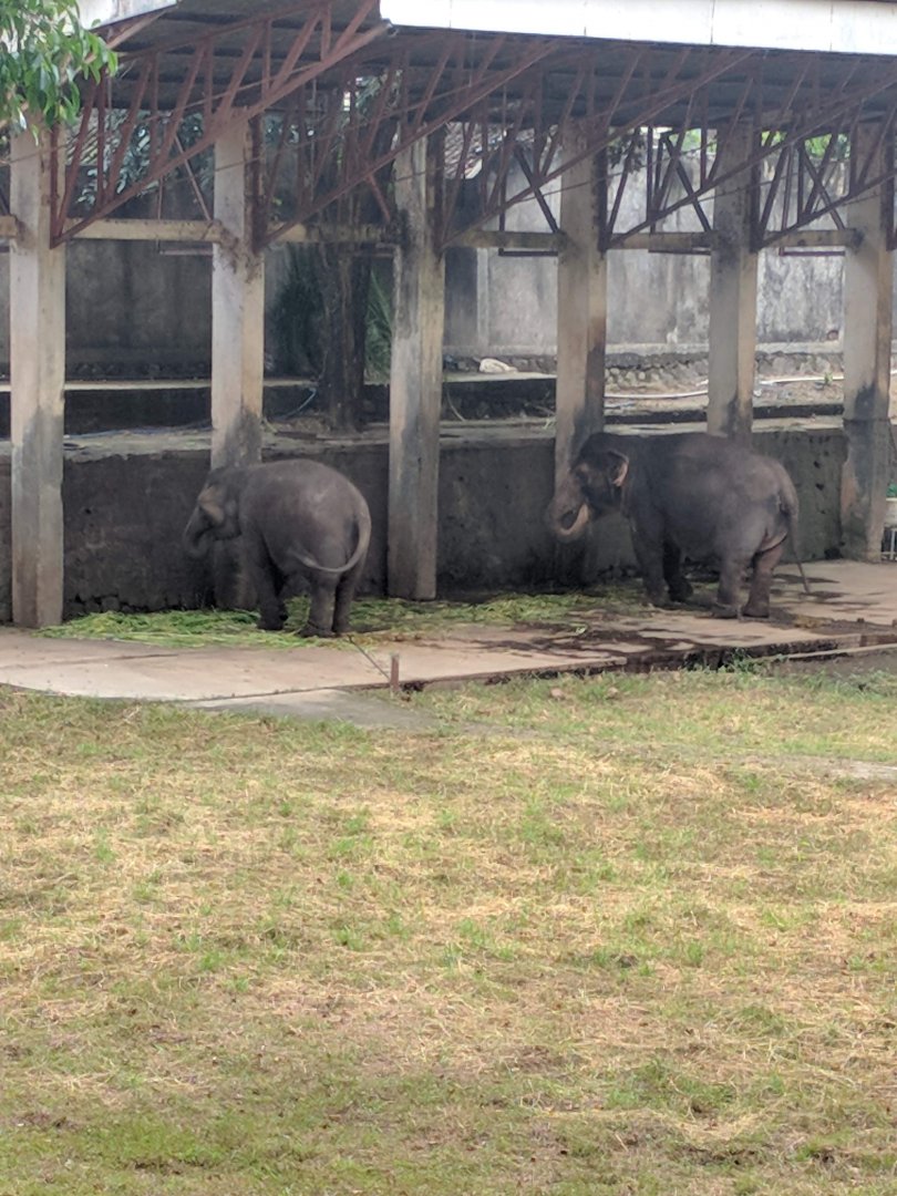 Sumatran Elephants (Elephas maximus sumatranus) - Taru Jurug Zoo