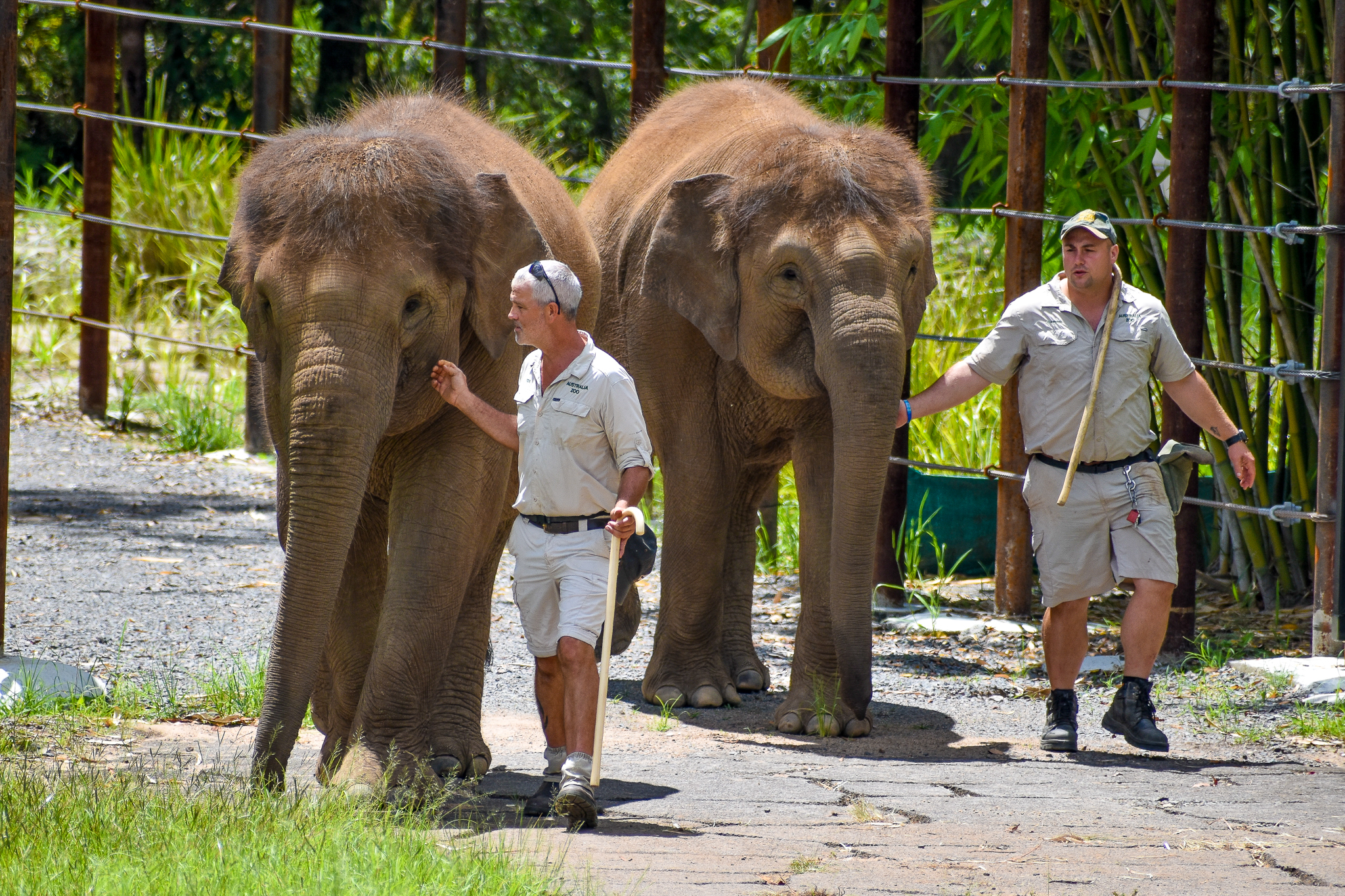Sumatran Elephants entering enclosure