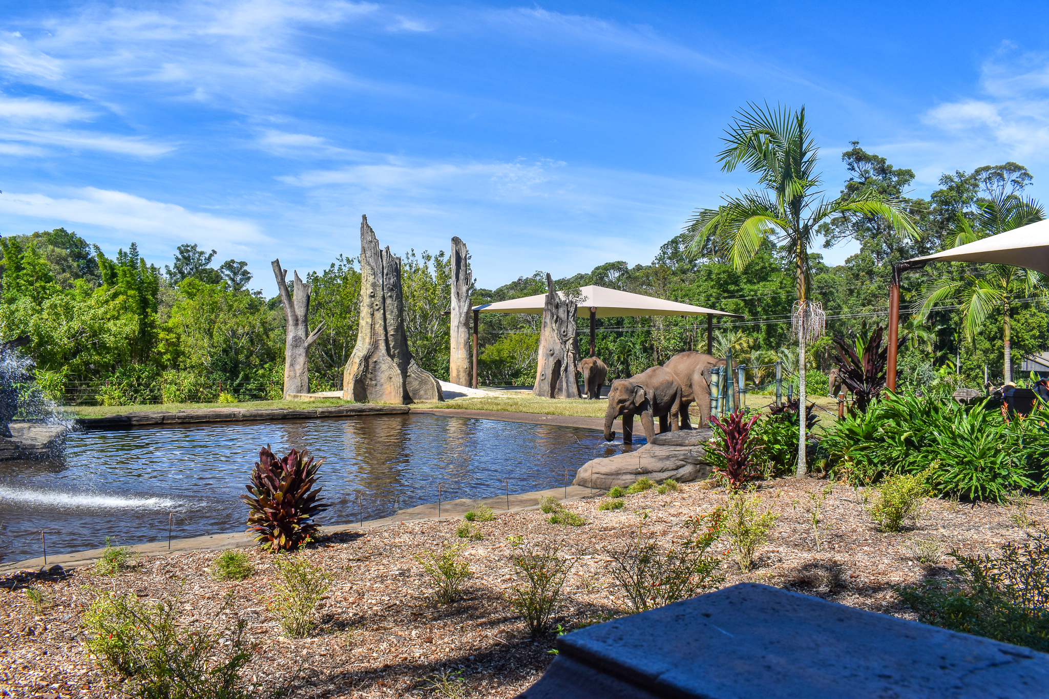 Sumatran Elephants entering pool