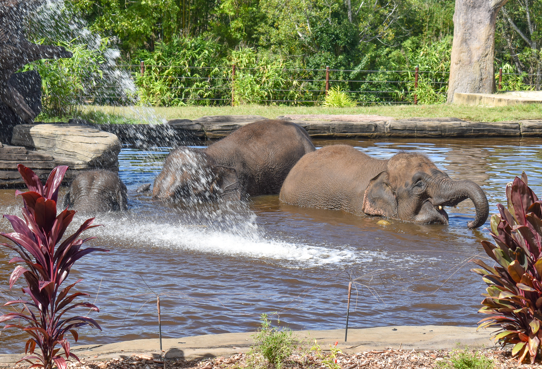 Sumatran Elephants in pool