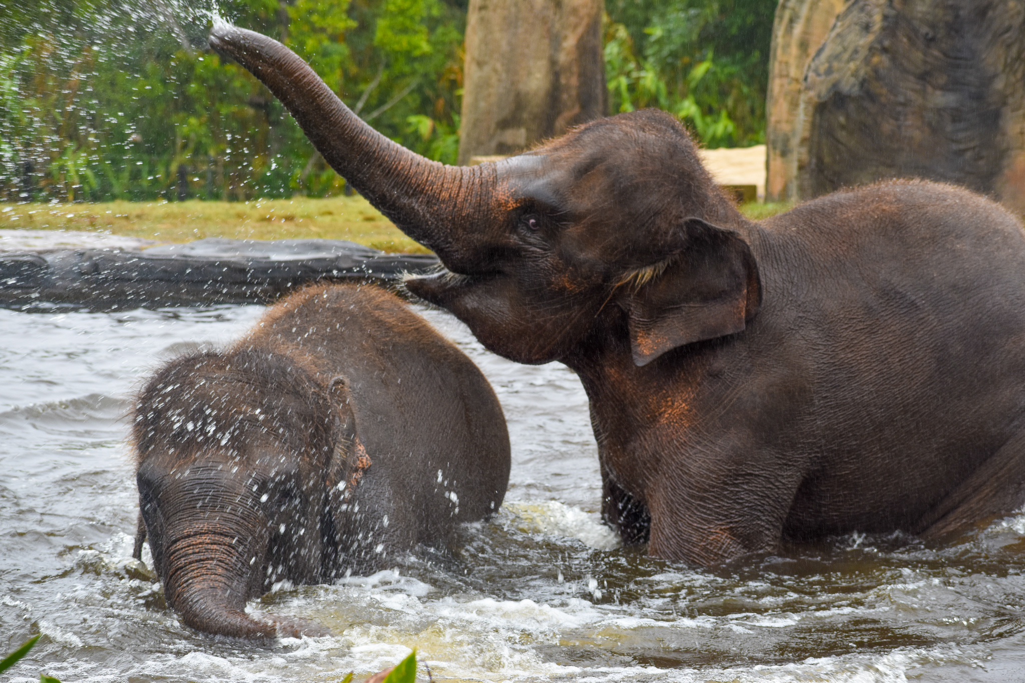 Sumatran Elephants in the pool