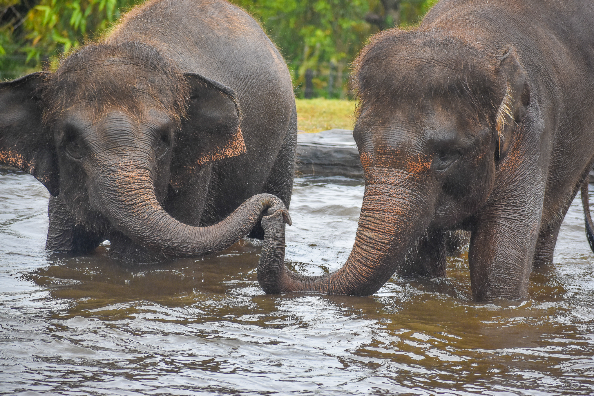 Sumatran Elephants in the pool