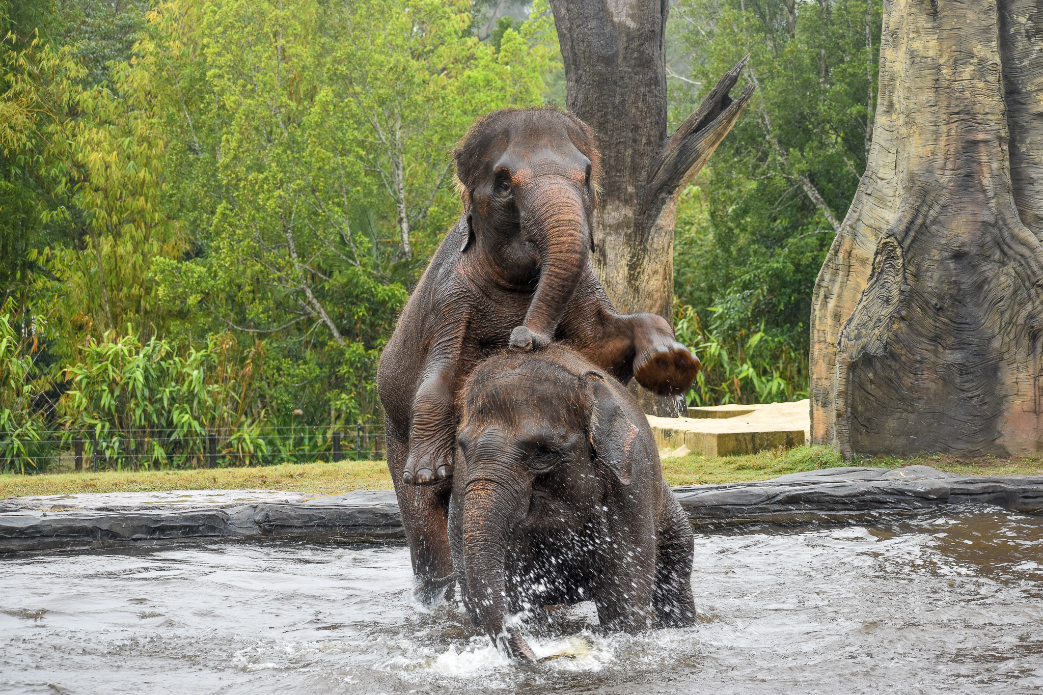 Sumatran Elephants in the pool