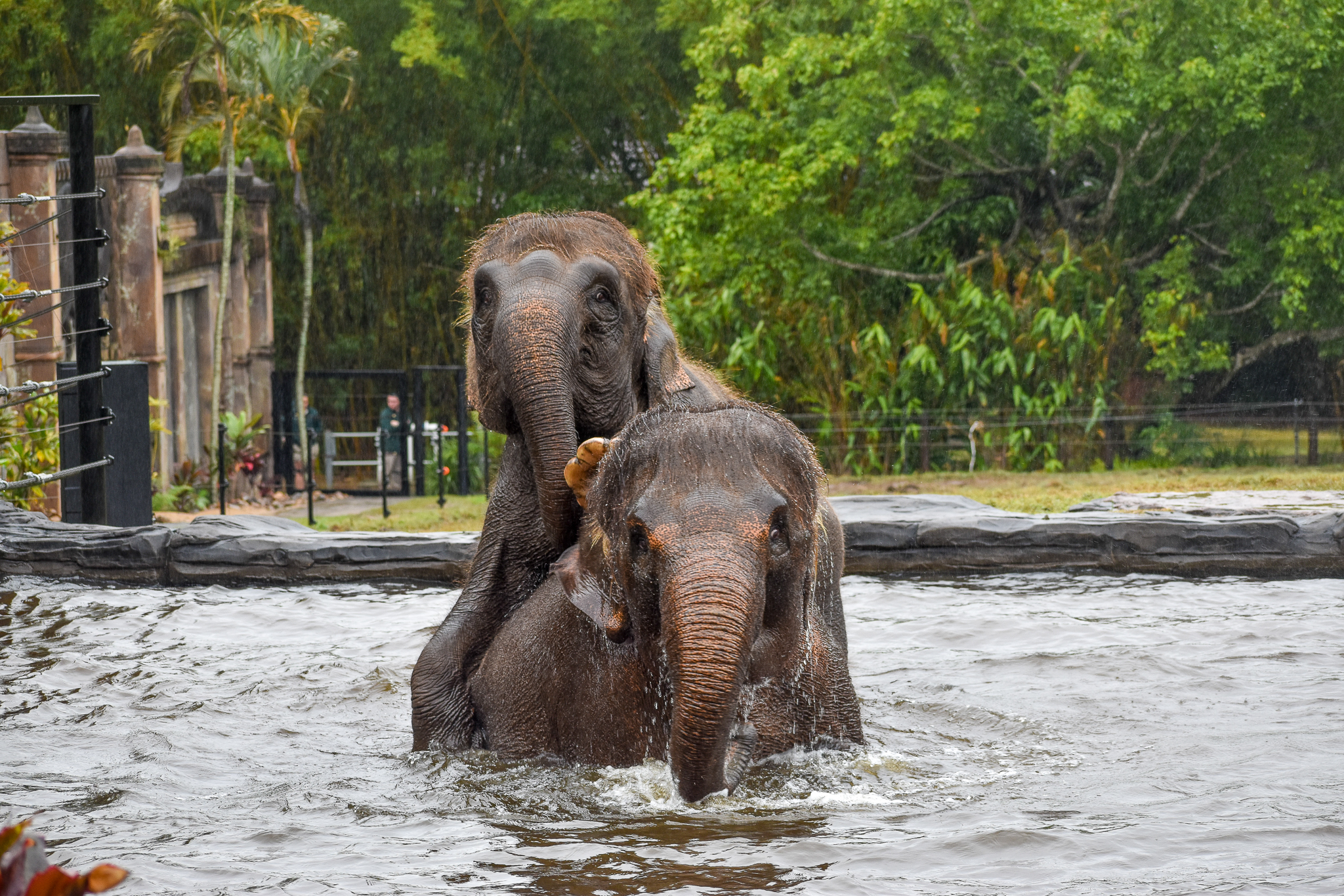 Sumatran Elephants in the pool