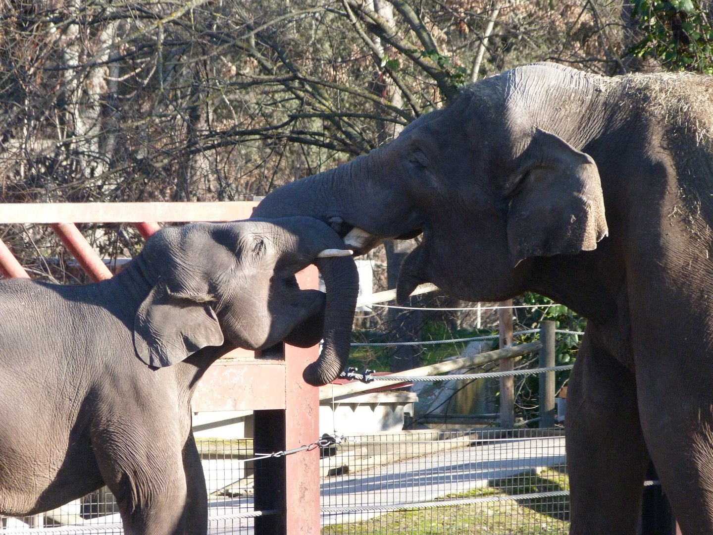 Sumatran elephants -Zoo Aquarium de Madrid (2025)