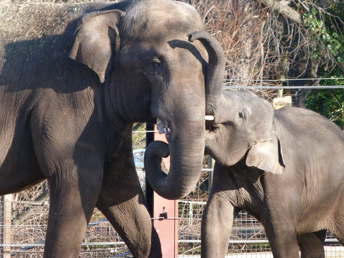 Sumatran elephants -Zoo Aquarium de Madrid (2025)