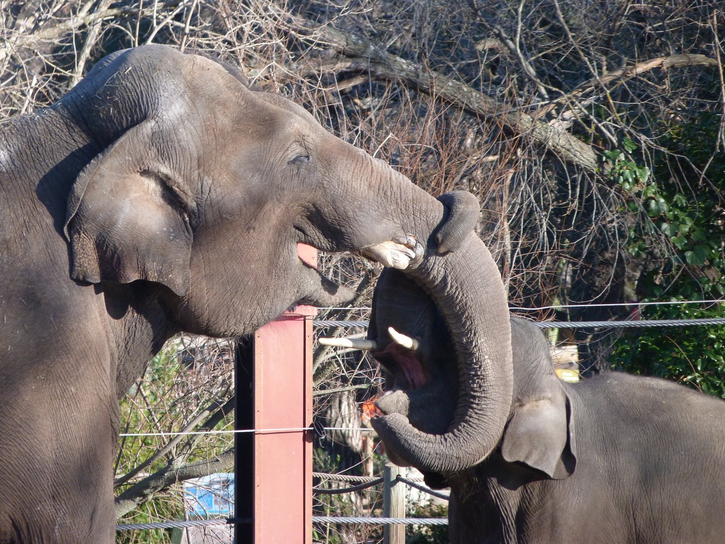 Sumatran elephants -Zoo Aquarium de Madrid (2025)