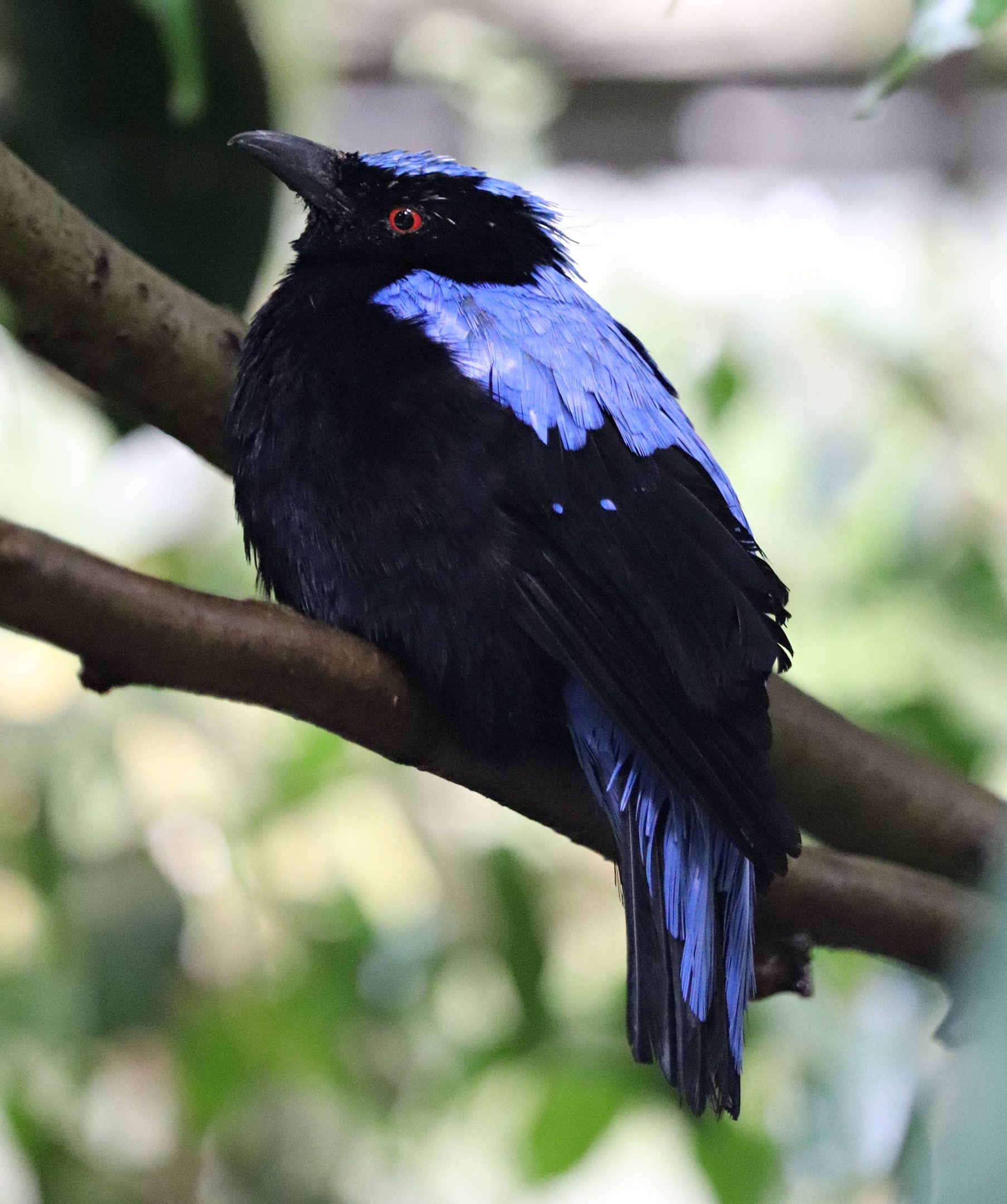 Sumatran fairy-bluebird (Irena puella crinigera) - Paradieshalle