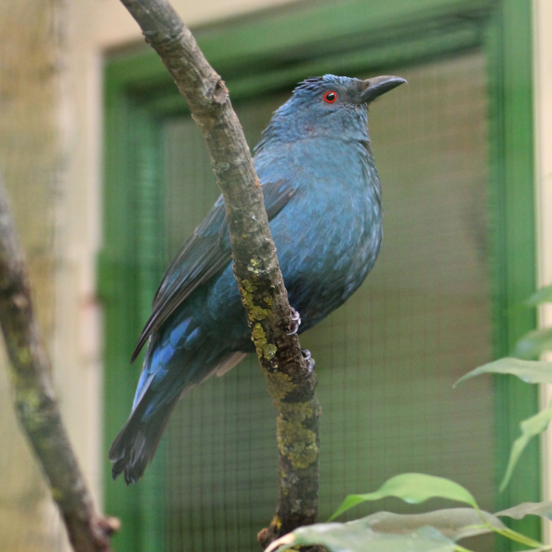 Sumatran fairy-bluebird (Irena puella crinigera)