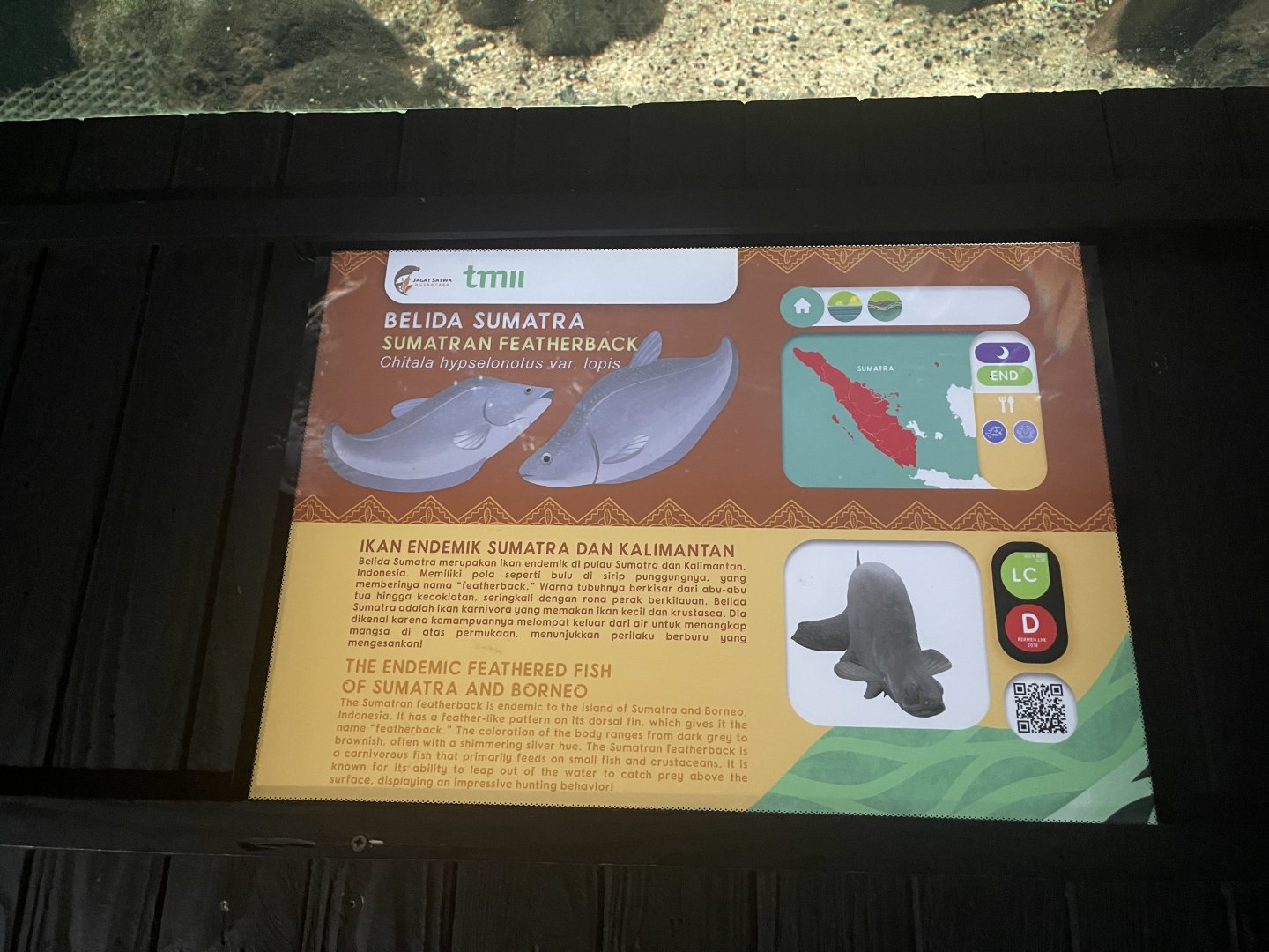 sumatran featherback signage - dunia air tawar