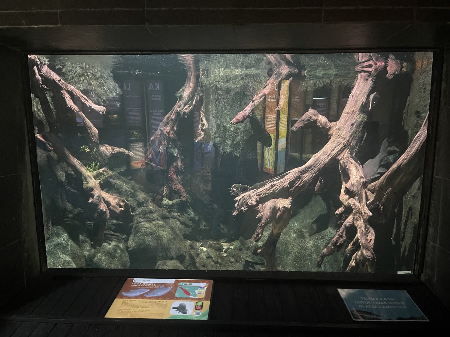 sumatran featherback tank - dunia air tawar