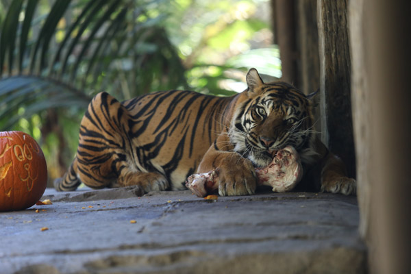 sumatran (female) chewing bone