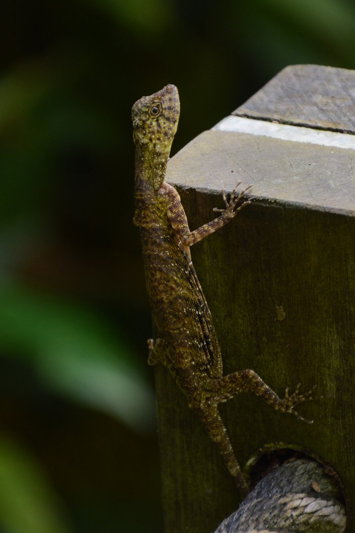 Sumatran gliding lizard (Draco cf. sumatranus)
