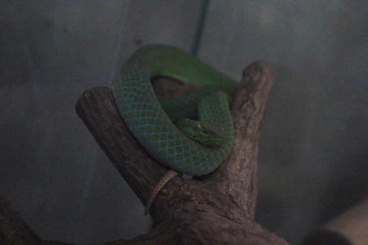 Sumatran green pit viper (Trimeresurus barati) - Taman Konservasi Sato Loka