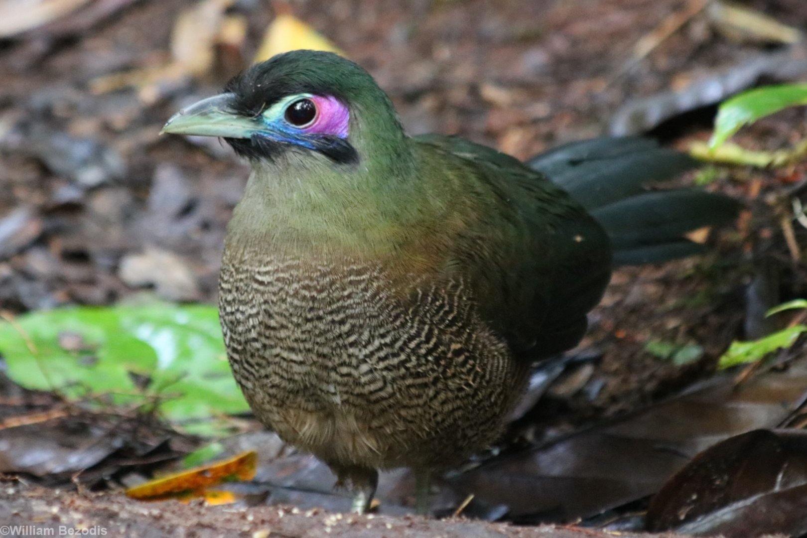 Sumatran Ground Cuckoo - Kaco Trail
