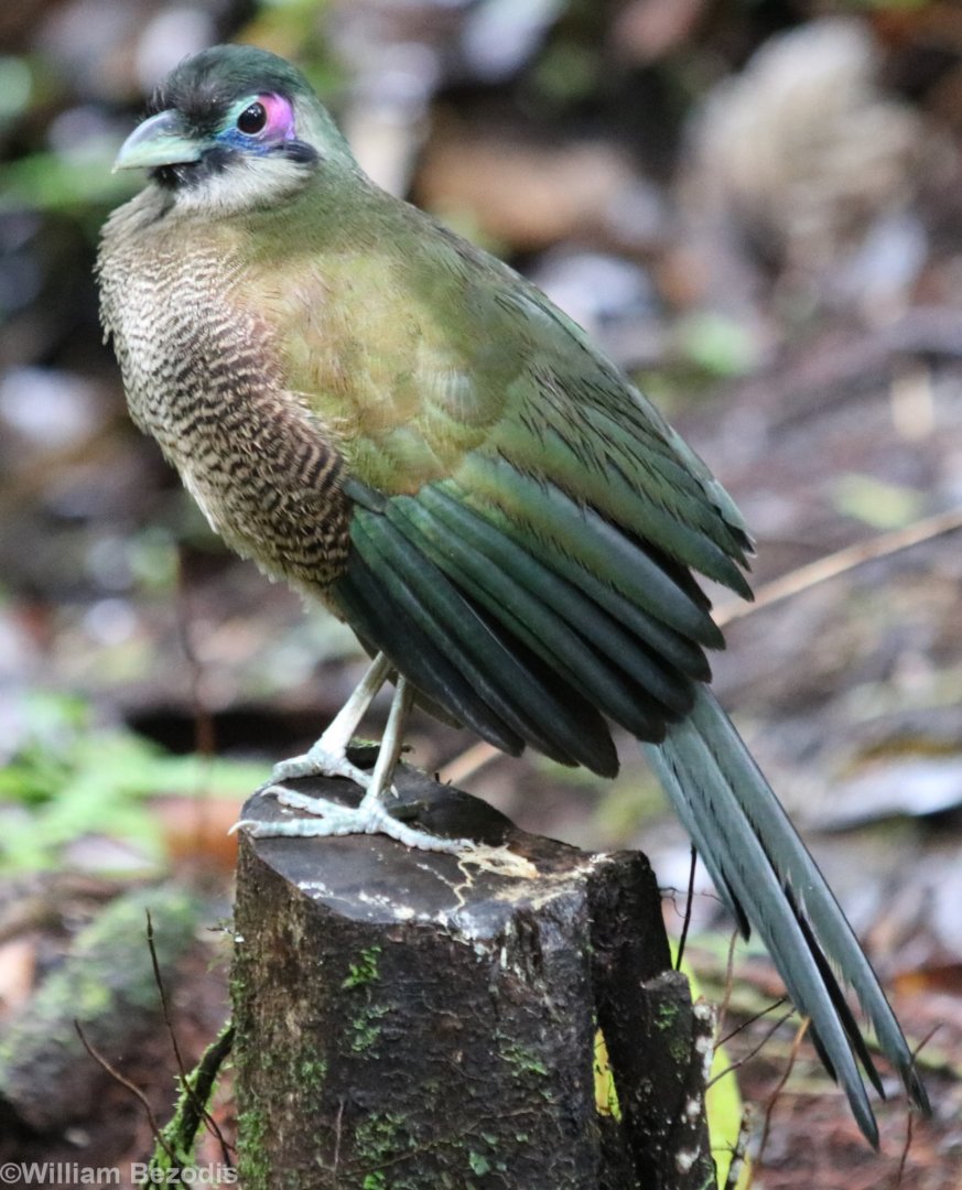 Sumatran Ground Cuckoo - Kaco Trail