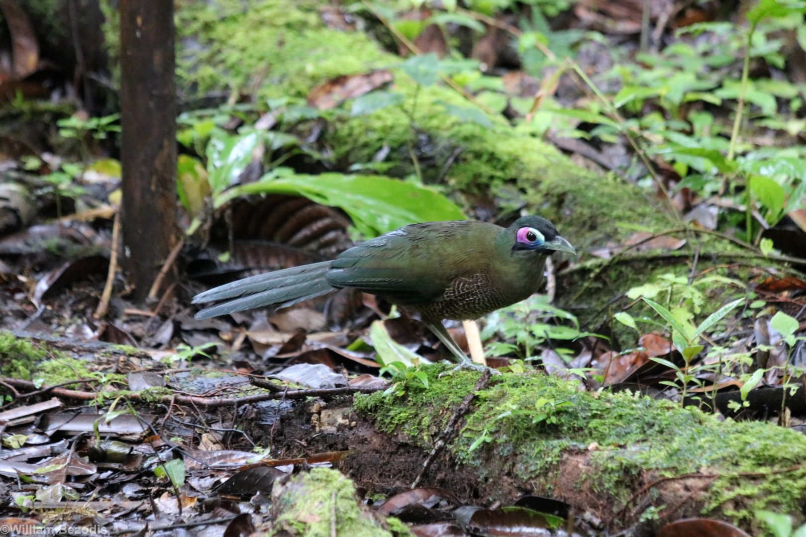 Sumatran Ground Cuckoo - Kaco Trail