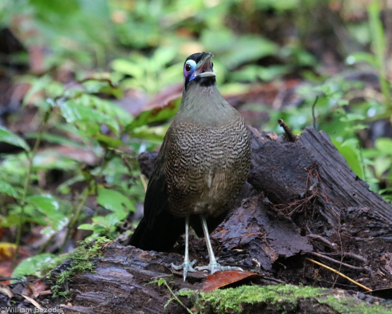 Sumatran Ground Cuckoo - Kaco Trail