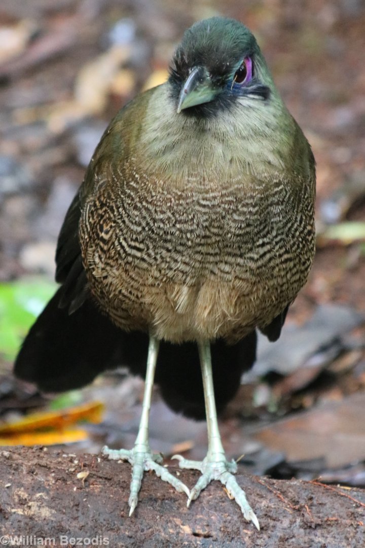 Sumatran Ground Cuckoo - Kaco Trail