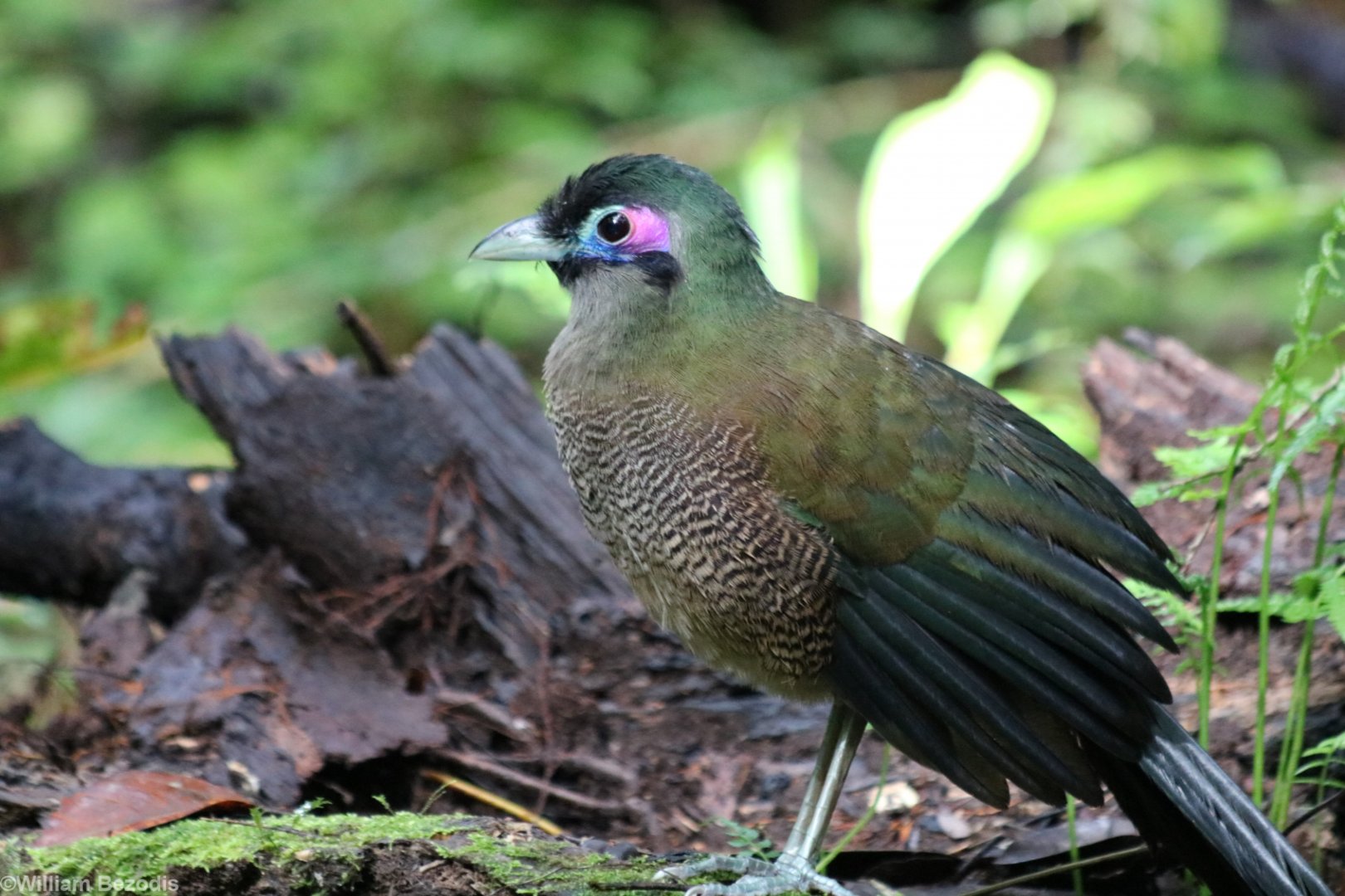 Sumatran Ground Cuckoo - Kaco Trail