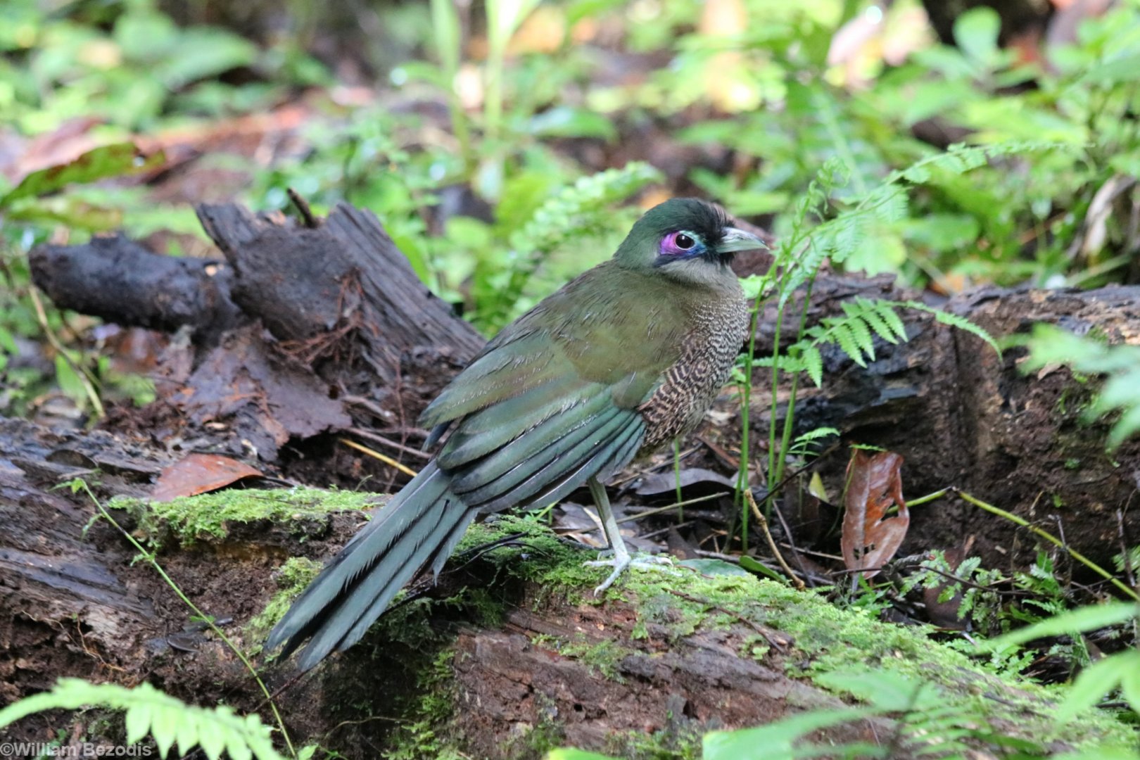 Sumatran Ground Cuckoo - Kaco Trail
