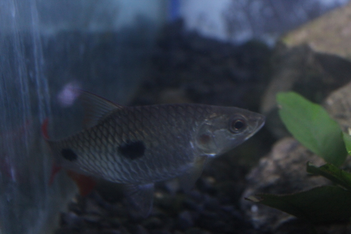 Sumatran hampala (Hampala ampalong)