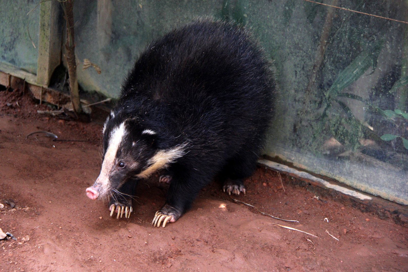 Sumatran Hog Badger (Arctonyx hoevenii)