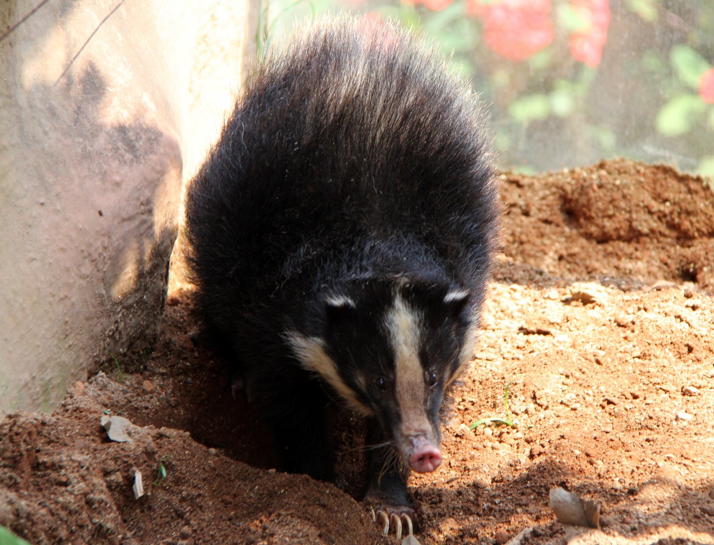 Sumatran Hog Badger (Arctonyx hoevenii)
