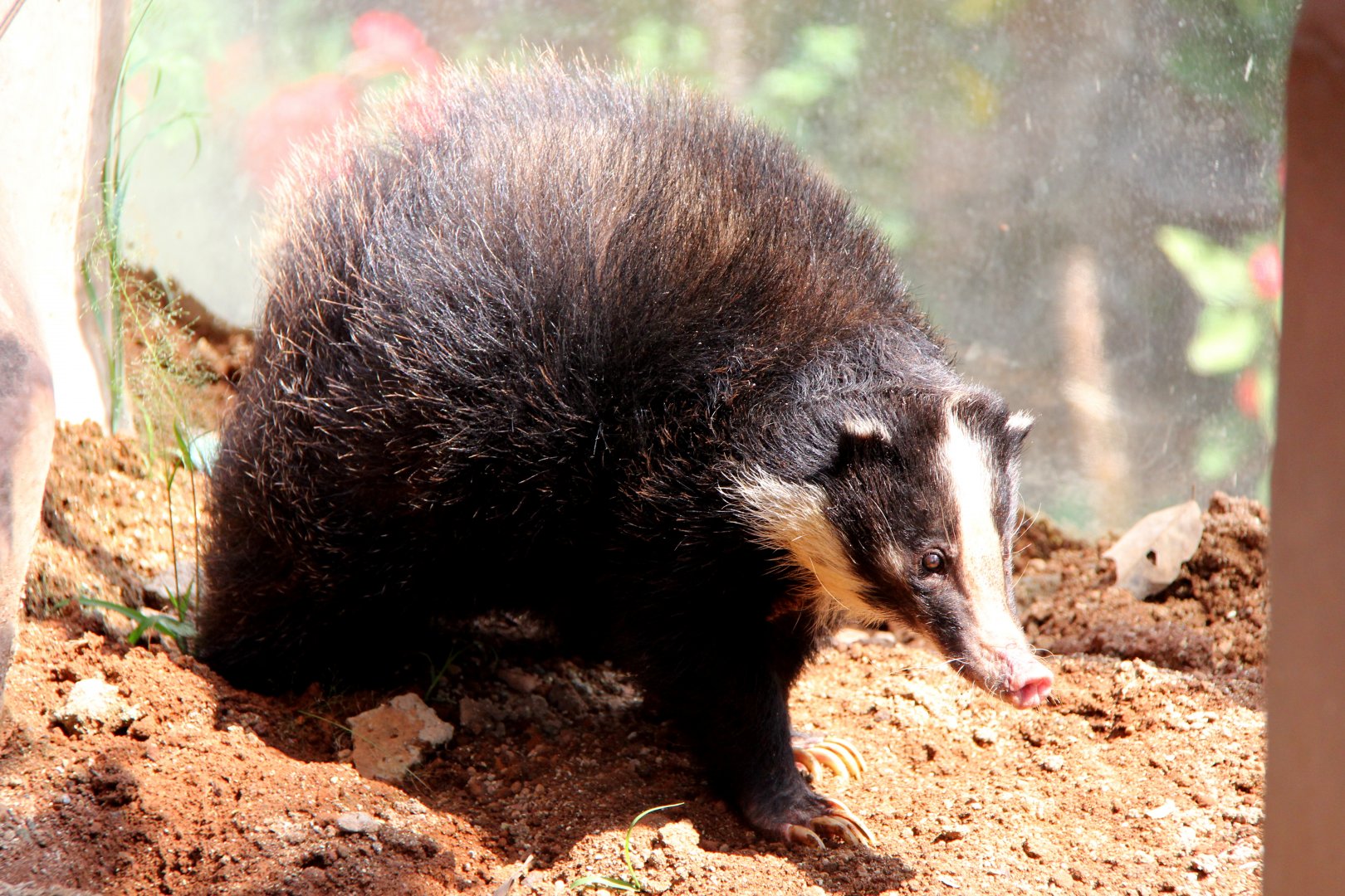 Sumatran Hog Badger (Arctonyx hoevenii)