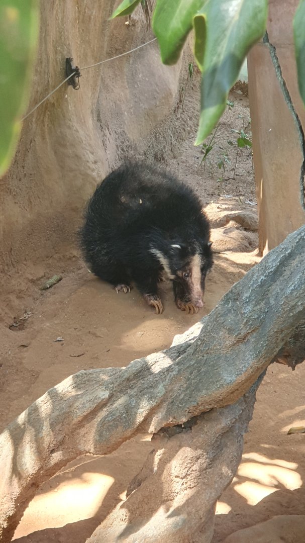 Sumatran Hog Badger (Arctonyx hoevenii)