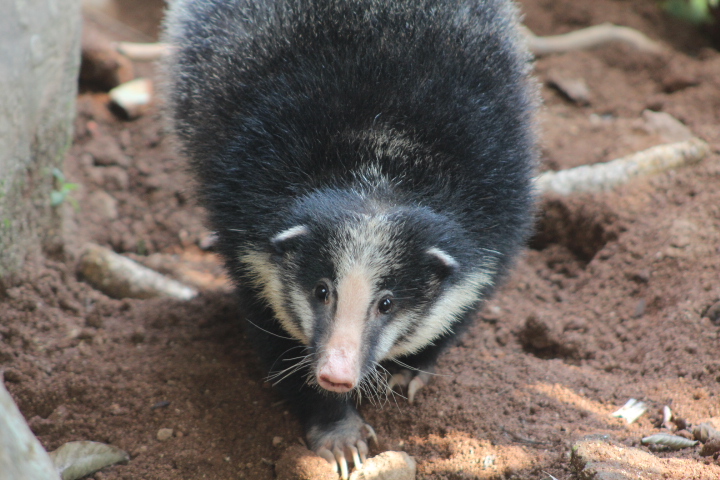 Sumatran hog badger (Arctonyx hoevenii)