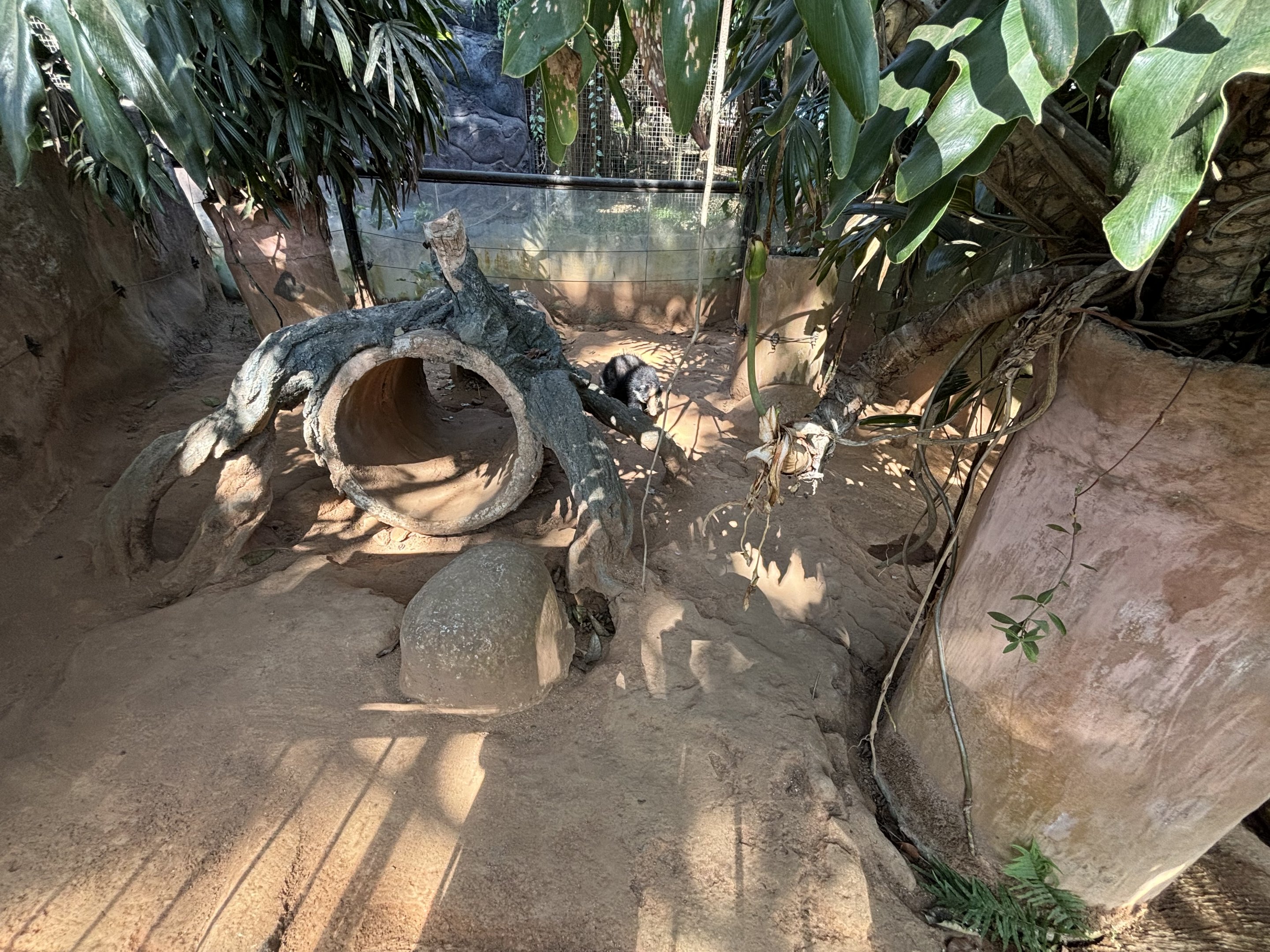 Sumatran Hog Badger Exhibit