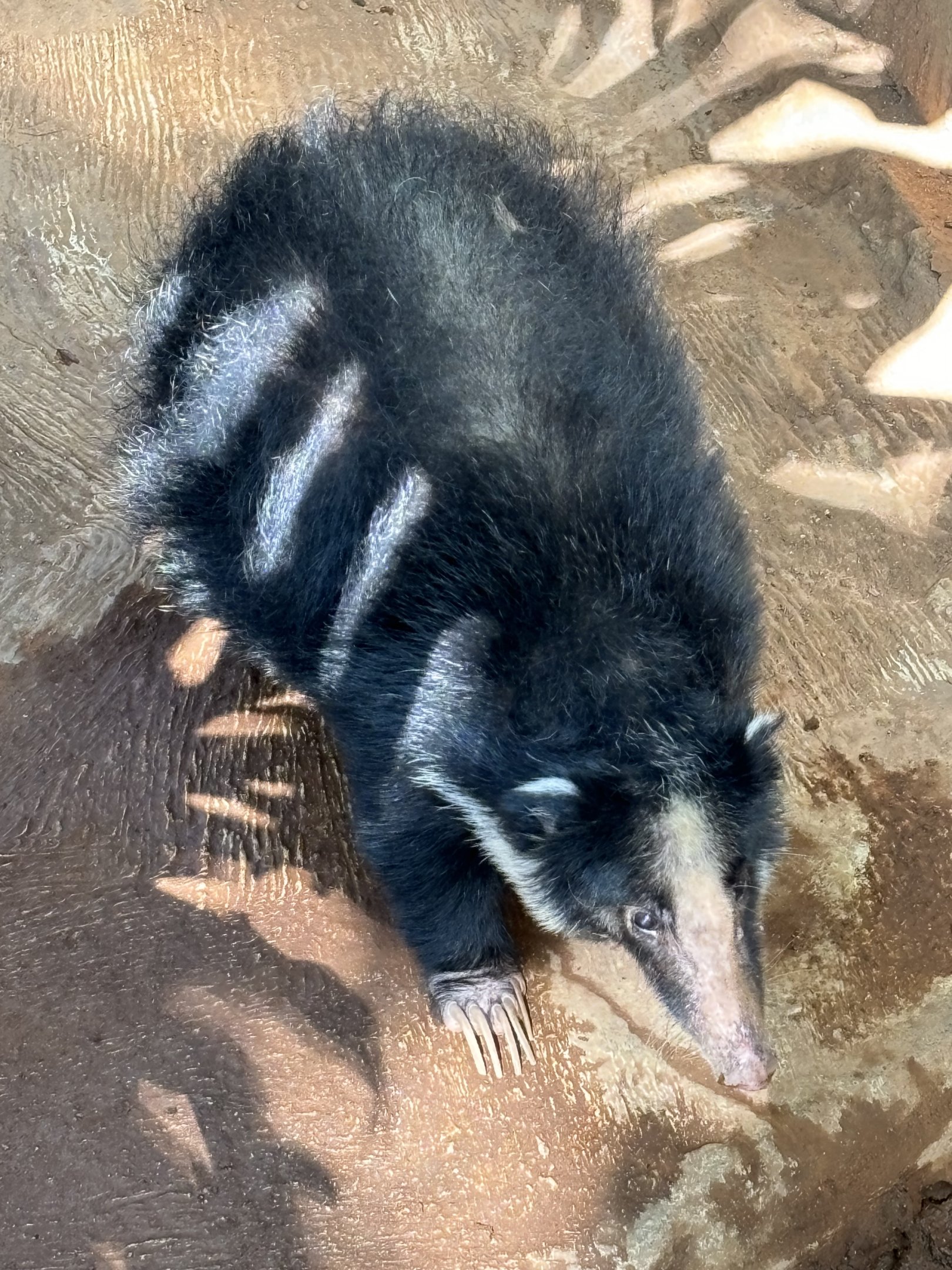 Sumatran Hog Badger