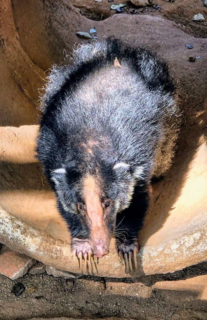 Sumatran Hog Badger