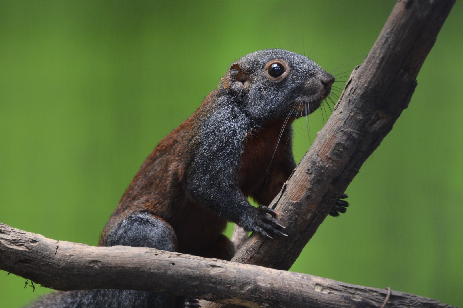 Sumatran horse-tailed squirrel (Sundasciurus hippurus hippurosus)