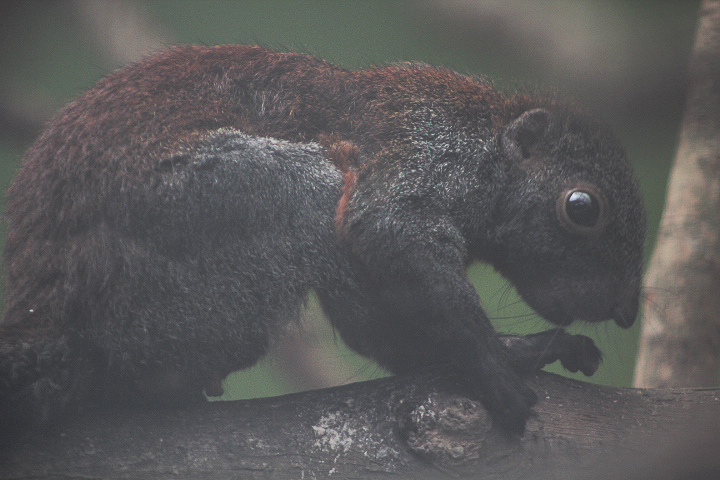 Sumatran horse-tailed squirrel (Sundasciurus hippurus hippurus)