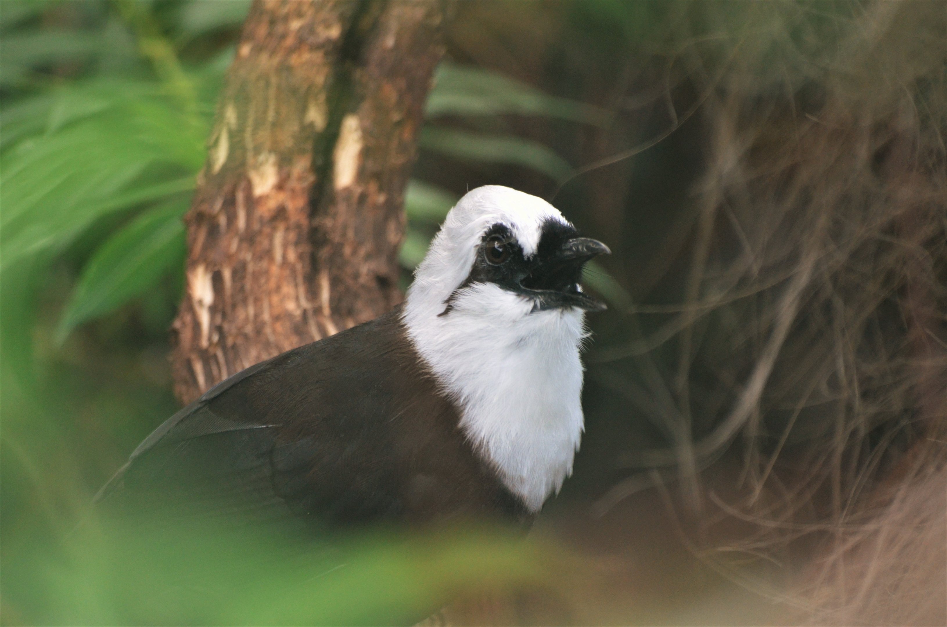 Sumatran Laughing-thrush at Chester, 30/09/17