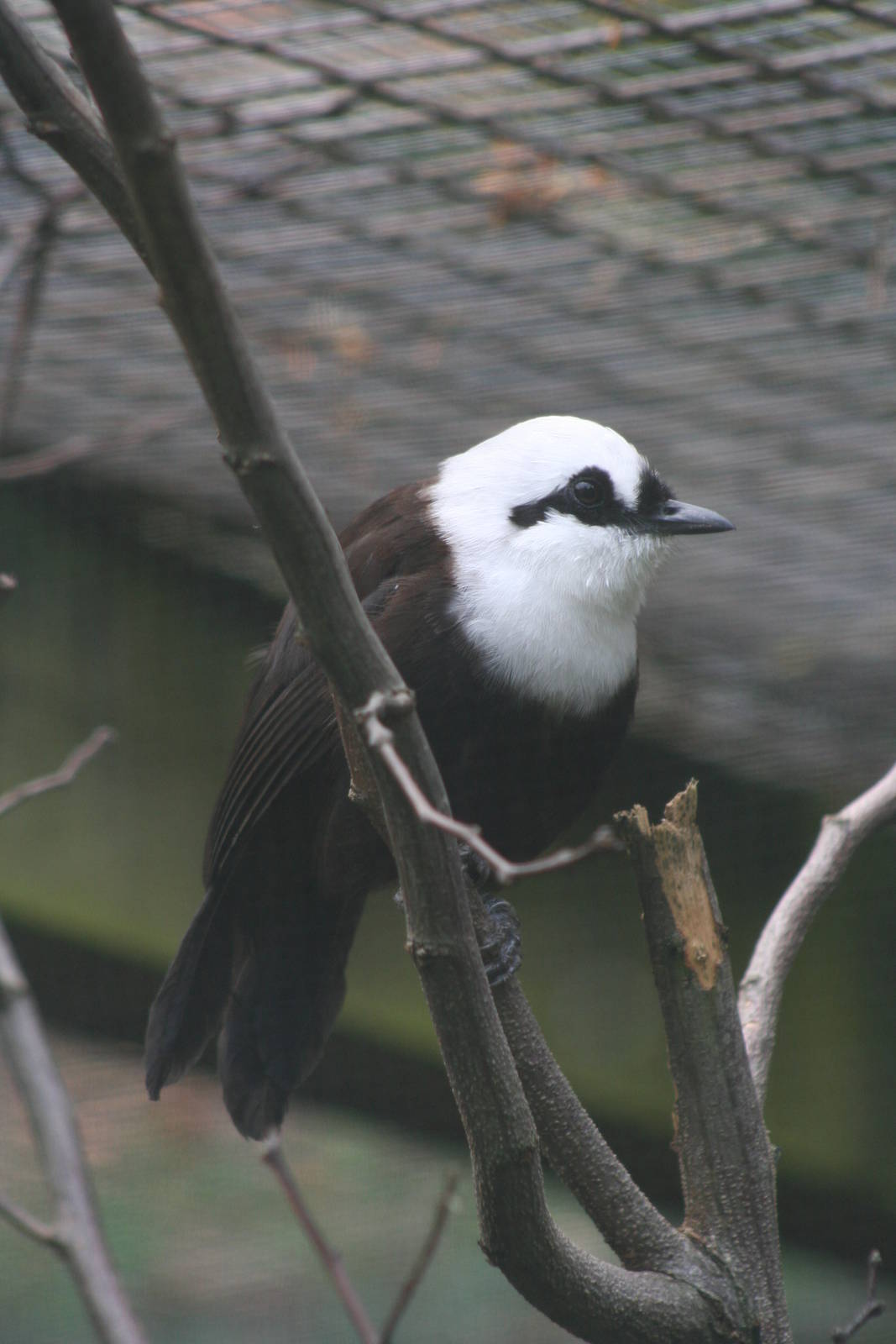 Sumatran Laughing Thrush @ Bristol; 23.07.2011