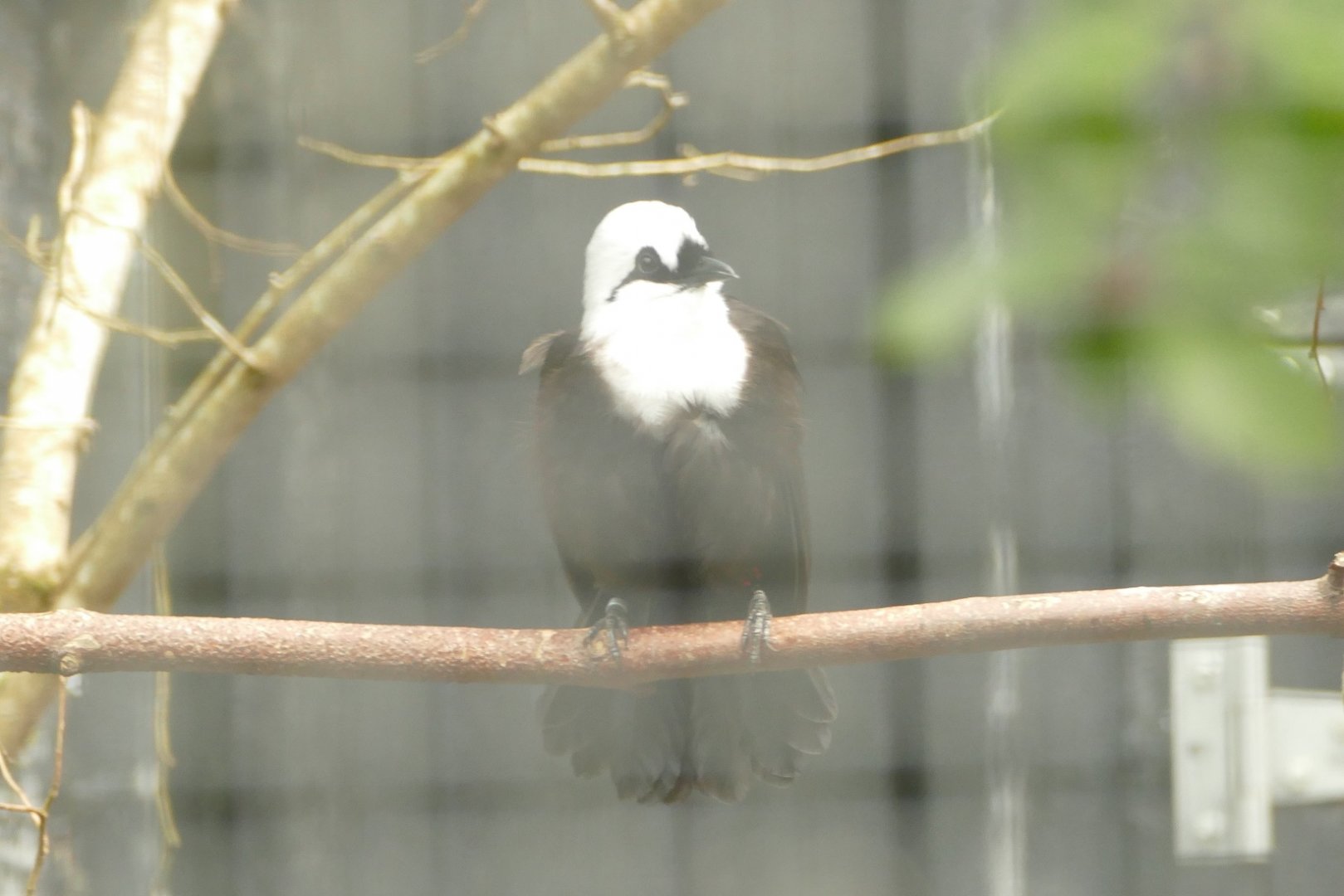Sumatran Laughing Thrush, May 2021