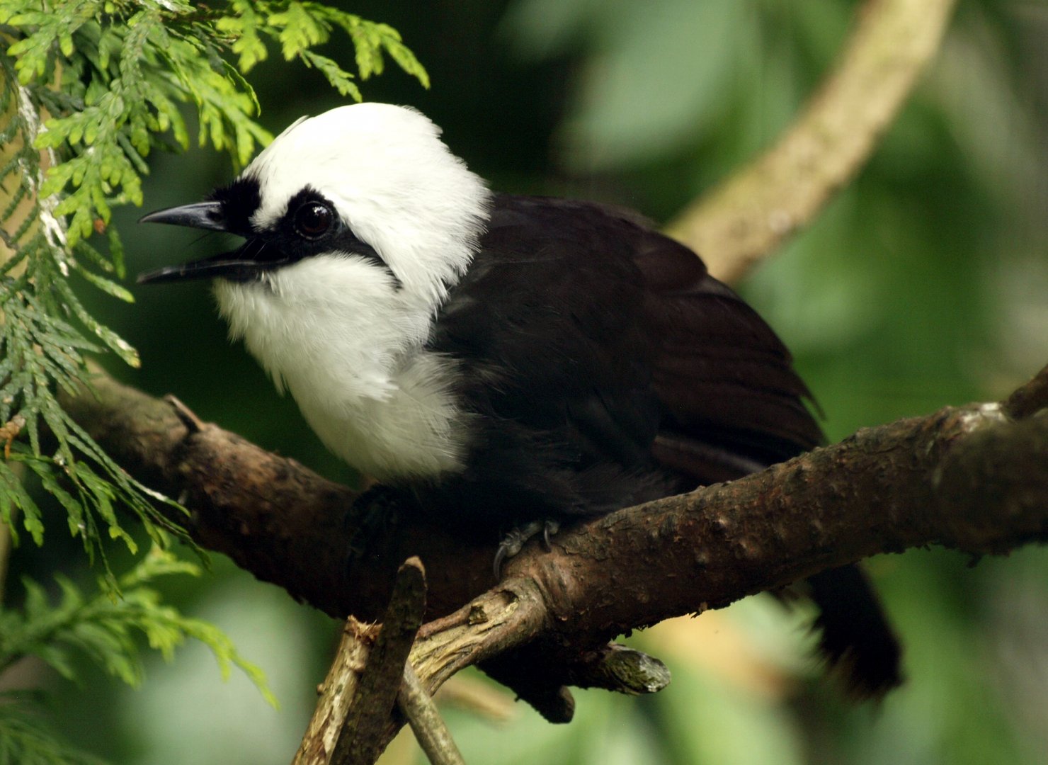 Sumatran Laughing thrush