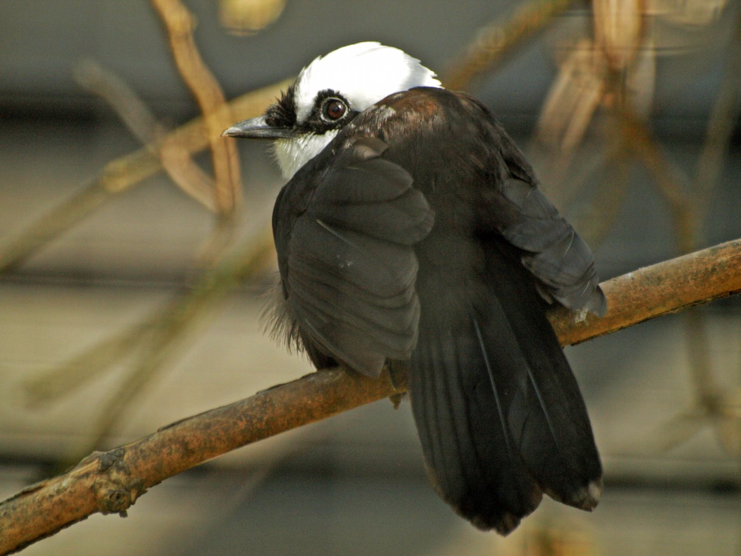 Sumatran Laughing thrush