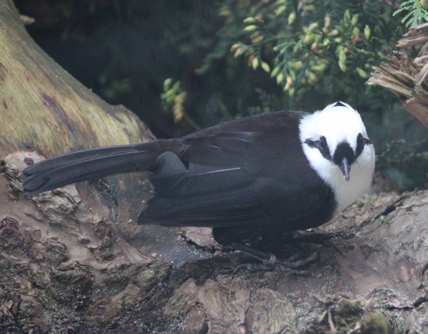 Sumatran laughing-thrush