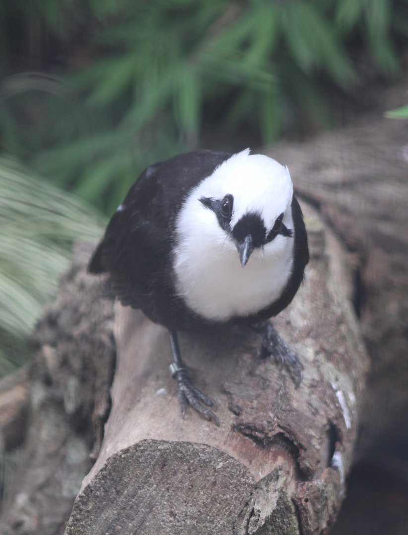 Sumatran laughing-thrush