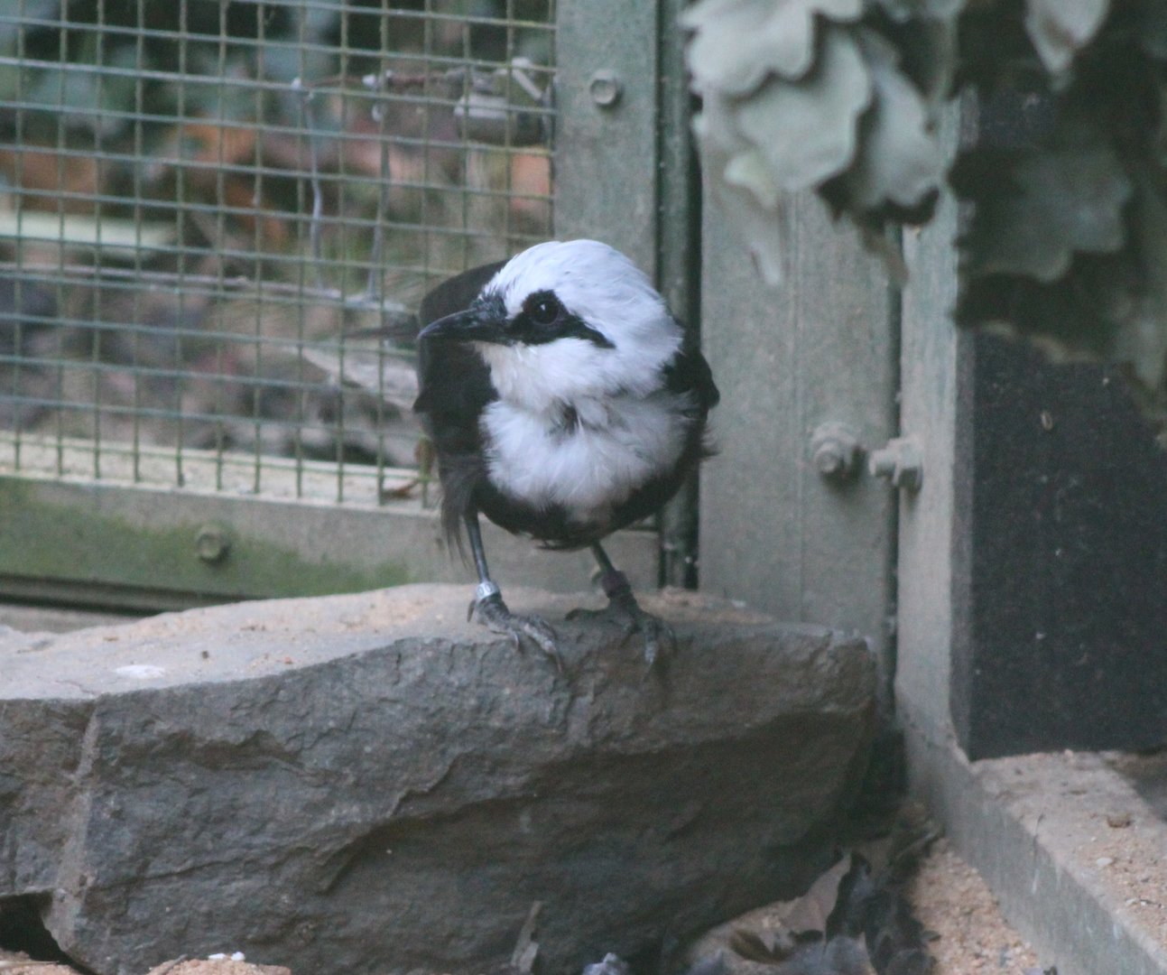 Sumatran laughing-thrush