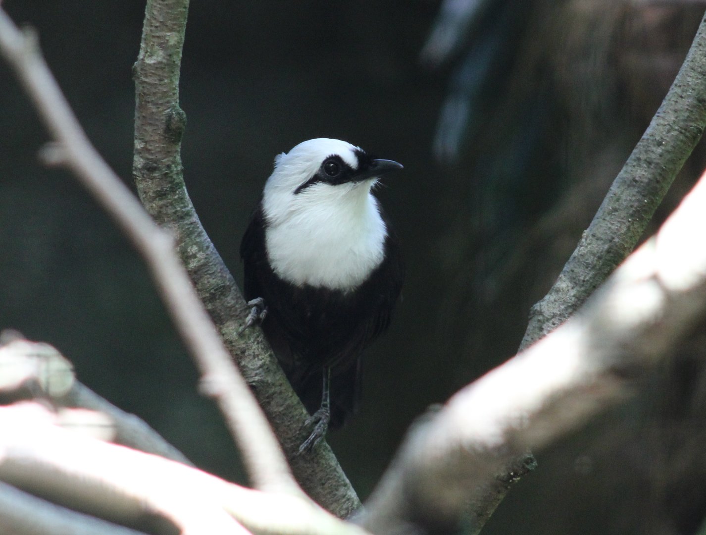 Sumatran laughing-thrush