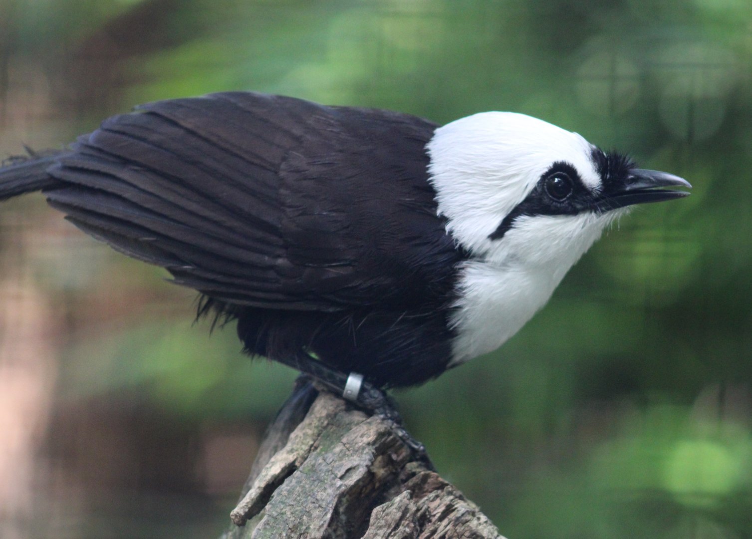 Sumatran laughing-thrush