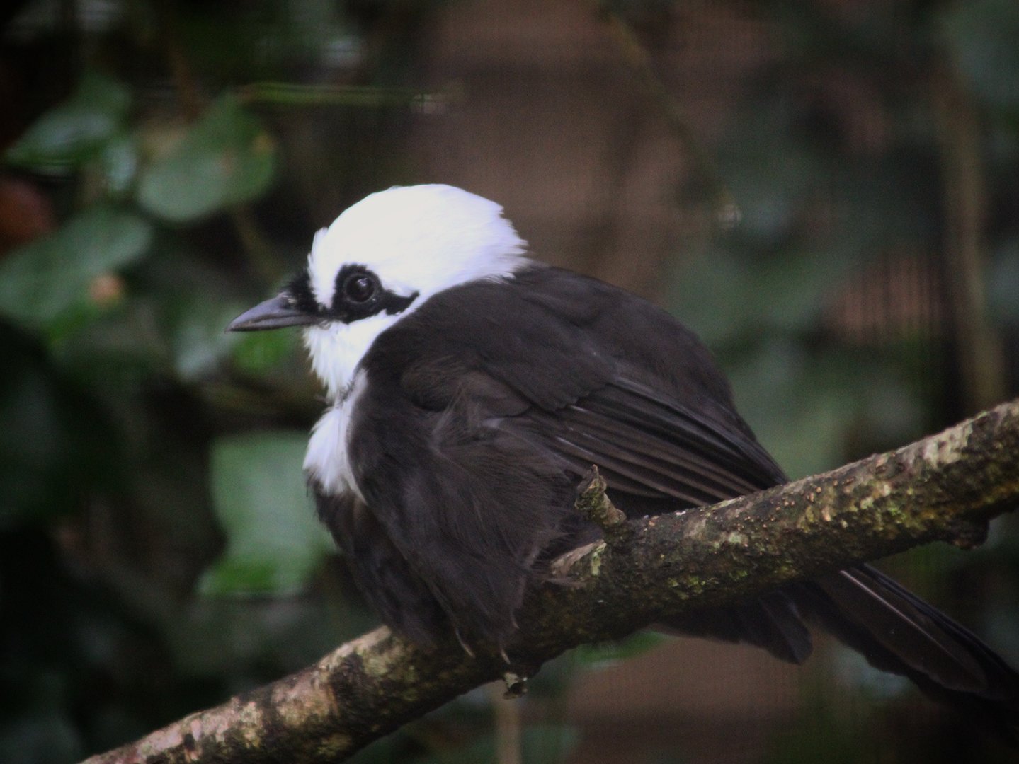 Sumatran Laughing Thrush